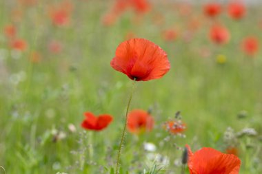 Papaver rhoeas yaygın haşhaş tohumu açan parlak kırmızı çiçekler, çayırda çiçek açan bir grup bitki, yabani tarla bitkileri