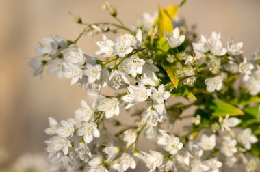 Deutzia gracilis Duncan Chardonnay incileri beyaz çiçekli çalılar, çiçek açmış güzel süs çiçekleri, çalılıklarda sarı yeşil yapraklar