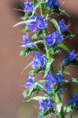 Echium vulgare Vipers böcek ilacı yabani yaban otları çiçek açan bitkiler, uzun çiçek sapında açan mavi çiçekler, yeşil yapraklar