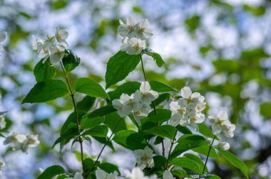 Çalı dallarında çiçek açan tatlı, sahte turuncu beyaz çiçekler, çiçek açan İngiliz Dogwood vahşi süs bitkisi, yeşil yapraklar.
