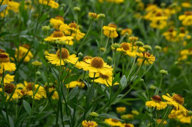 Helenium autumnale common sneezeweed in bloom, bunch of yellow brown flowering flowers, green leaves clipart