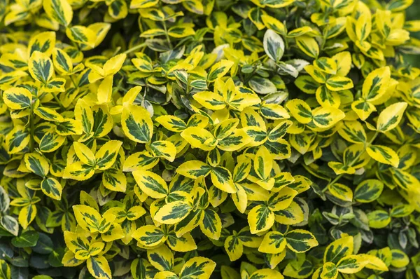 Euonymus Fortunei Esmeralnd Hojas Cultivares Oro Hoja Amarilla Verde Ramas — Foto de Stock