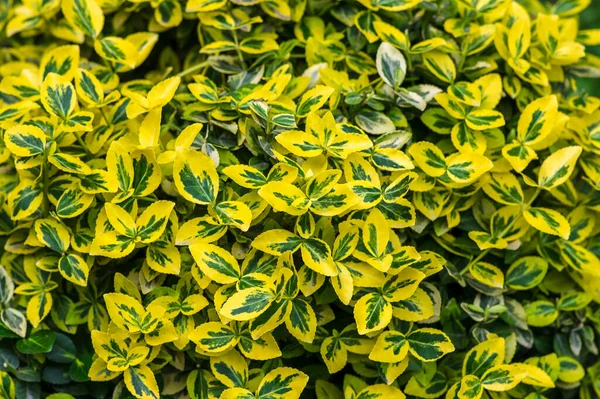 Öonymus fortune ei zümrüt ve altın Cultivar yaprakları, sarı ve yeşil yaprak, süs dalları, yeşillik arka plan