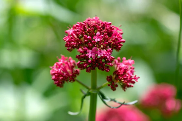 Centranthus Ruber Blommande Växt Ljust Röda Rosa Blommor Blom Grön — Stockfoto