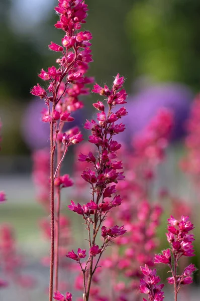 Heuchera Sanguinea Beautiful Ornamental Spring Flowering Plant Bright Red Pink — Stock Photo, Image