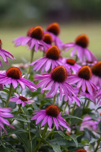紫锥菊开花菊花 成花的观赏药用植物群 刺中心 — 图库照片