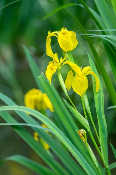 Iris Pseudacorus Flores Bandeira Água Amarelo Brilhante Flor Bela Planta — Fotografia de Stock