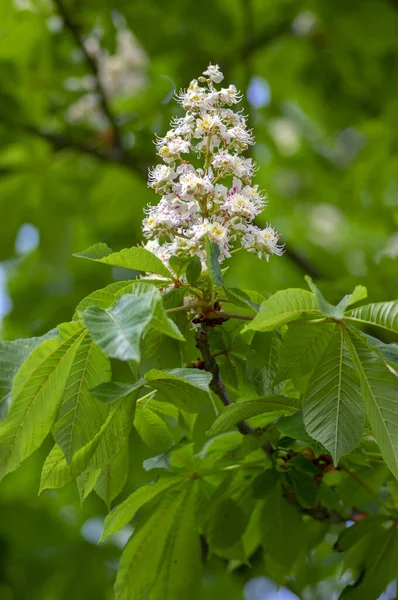 Aesculus Hippocastanum Drzewo Kasztanowca Rozkwicie Grupa Białych Kwiatów Kwitnących Gałęziach — Zdjęcie stockowe