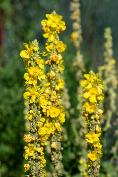 Verbascum Densiflorum Denseflower Amarillo Brillante Flor Planta Medicinal Alta Floración — Foto de Stock