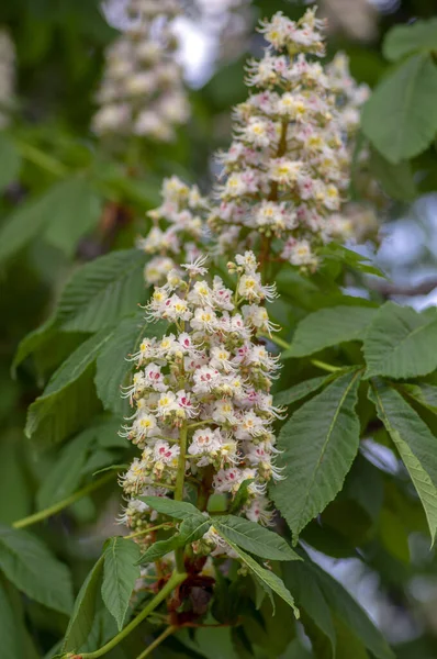 Aesculus Hippocastanum Drzewo Kasztanowca Rozkwicie Grupa Białych Kwiatów Kwitnących Gałęziach — Zdjęcie stockowe