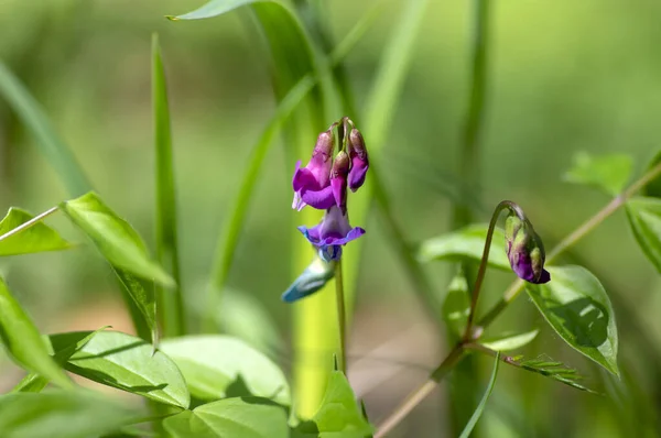 Lathyrus Vernus Dzikie Purpurowe Kwiaty Fioletowe Rozkwicie Wiosna Kwitnące Rośliny — Zdjęcie stockowe