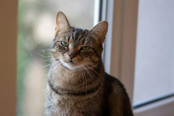 Retrato Hermoso Gato Mármol Mirando Cámara Expresión Muy Seria Cara — Foto de Stock