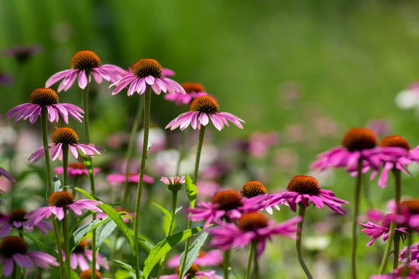 Echinacea Purpurea Blühender Sonnenhut Gruppe Blühender Zierpflanzen Dorniges Zentrum — Stockfoto