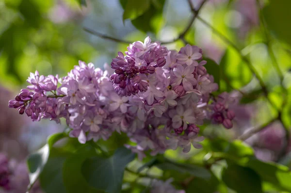 Syringa Vulgaris Violeta Arbusto Floreciente Púrpura Grupos Flores Perfumadas Ramas —  Fotos de Stock