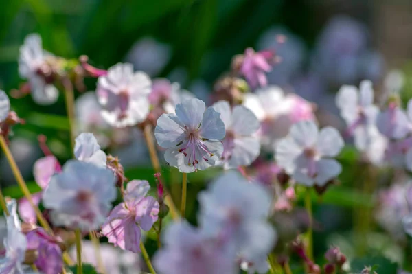 Geranium Cantabrigiense Biokovo Weiß Blühende Kraniche Pflanzen Gruppe Weißer Blüten — Stockfoto