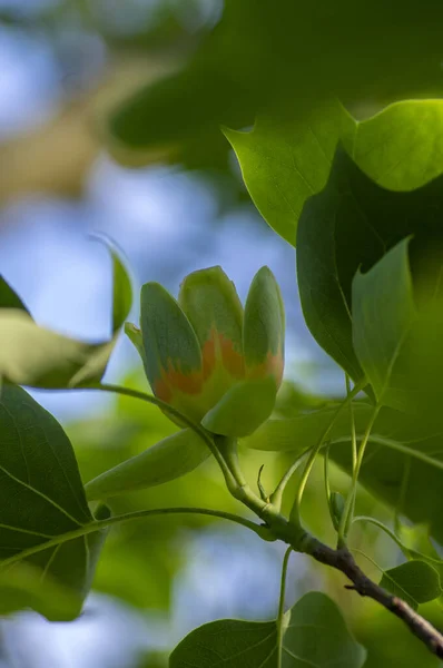 Liriodendron Tulipifera Kwitnące Ozdobne Piękne Drzewo Tulipanowe Tulipanowiec Rozkwicie Późną — Zdjęcie stockowe