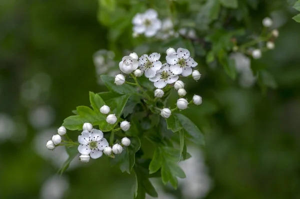 Crataegus Laevigata Rami Fioriti Bianchi Bellissimo Albero Selvatico Fiore Foglie — Foto Stock