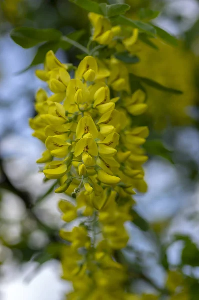 Laburnum Anagyroides Süsleme Dalları Mavi Gökyüzüne Karşı Çiçek Açıyor Parlak — Stok fotoğraf