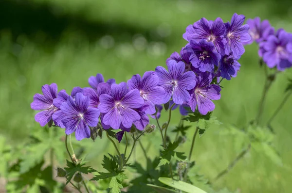 Geranio Magnífico Hermosos Cranesbills Púrpura Flor Plantas Con Flores Ornamentales — Foto de Stock
