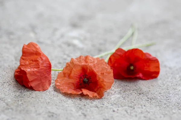 Papaver Rhoeas Semi Papavero Comuni Fiori Rosso Vivo Fiore Sfondo — Foto Stock