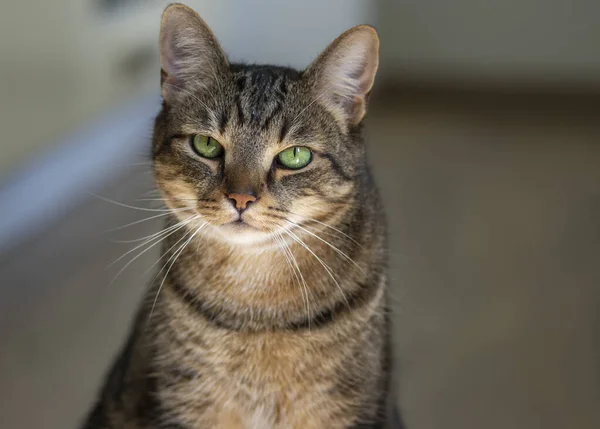 Kameraya Bakan Güzel Mermer Bir Kedinin Portresi Çok Ciddi Bir — Stok fotoğraf