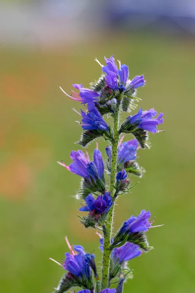 Echium Vulgare Vipers Bugloss Blueweed Wild Flowering Plant Group Blue — Stock fotografie