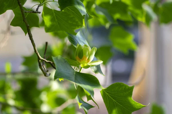 リオリデンドロンチューリップの開花観賞用美しいチューリップの木 晩春の開花時にチューリップの木 緑の葉 — ストック写真
