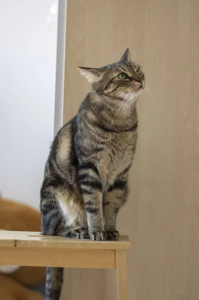 Lata Inhemska Marmor Katt Sitter Stolen Allvarligt Uttryck Ser Irriterad — Stockfoto