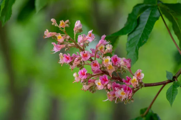 Aesculus Carnea Pavia Czerwone Kwiaty Kasztanowca Rozkwicie Jasny Różowy Kwitnące — Zdjęcie stockowe