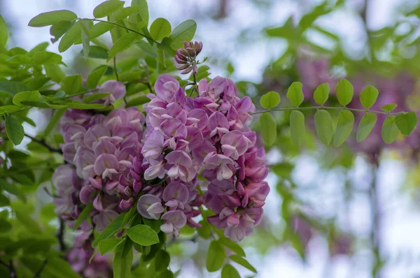 Robinia Pseudoacacia Ozdobne Drzewo Rozkwicie Różowy Biały Kolor Fioletowy Szata — Zdjęcie stockowe