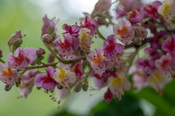 Aesculus Carnea Pavia Red Horse Chestnut Flowers Bloom Bright Pink — Stock Photo, Image