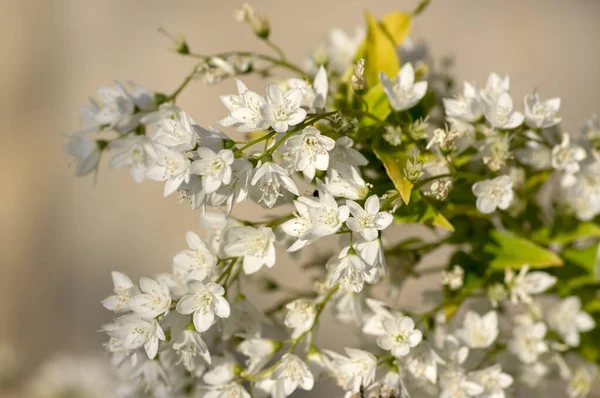 Deutzia Gracilis Duncan Chardonnay Pärlor Vita Blommande Buske Vackra Prydnadsblommor — Stockfoto