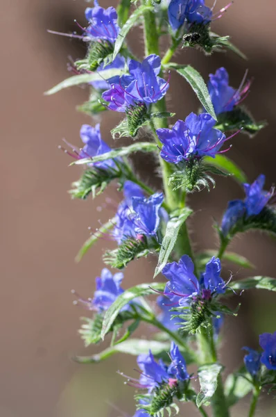 Echium Vulgare Vipers Bugloss Blueweed Wild Flowering Plant Group Blue — Stock fotografie