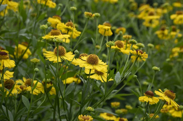 Helenium Autumnale Common Sneezeweed Bloom Bunch Yellow Brown Flowering Flowers — Stock Photo, Image