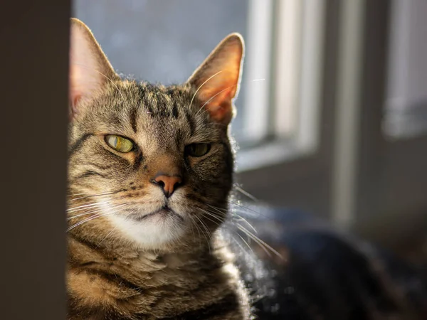 Lazy domestic marble cat relaxing on white windowsill in daylight, very serious expression, face detail and eye contact, watching into the camera