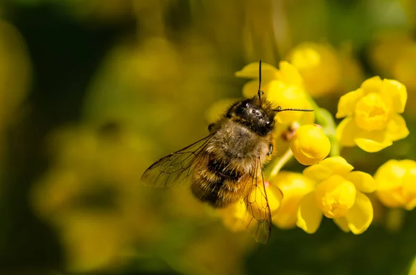 Bal arısı sarı çiçek, kadar yakın makro, Bahar üzerinde — Stok fotoğraf