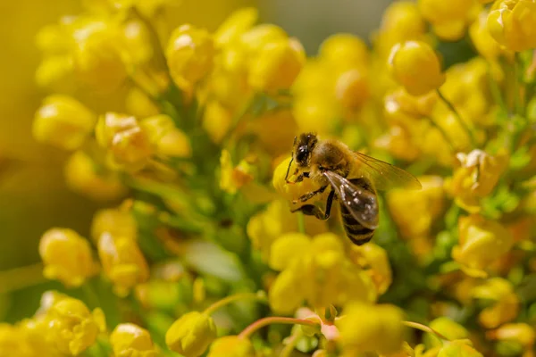 Abelha de mel em flor amarela, close up macro, Primavera — Fotografia de Stock