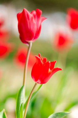 Çiçek Lale arka plan. Güneş altında kırmızı lale güzel görünümü