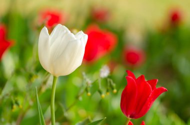 Çiçek Lale arka plan. Su altında Beyaz Lale güzel görünümü