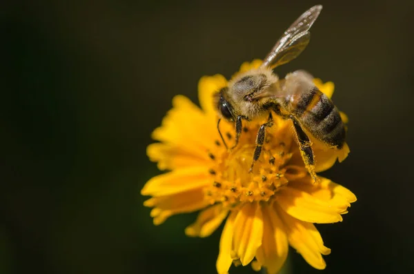 Honigbiene auf einer Blume, Makro, Detail. — Stockfoto