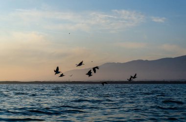 Bir grup pelikan gökyüzünde uçuyor..
