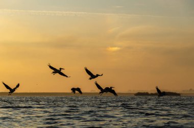 Bir grup pelikan gökyüzünde uçuyor..