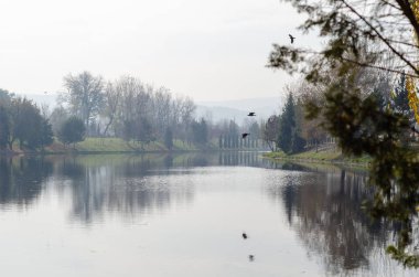 Sudaki ağaçların yansımasıyla sonbahar manzarası