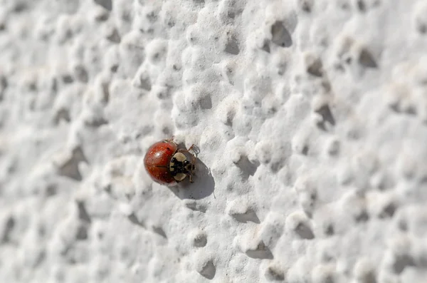 Ladybug is on the white wall — Stock Photo, Image