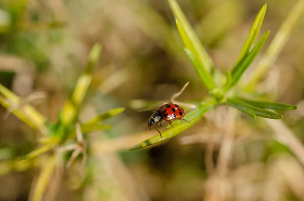 Ladybug is on the flower — стокове фото