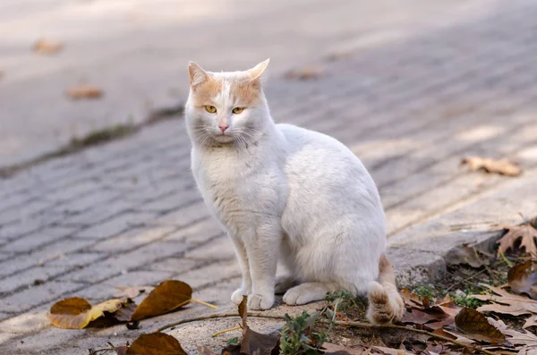 El gato blanco — Foto de Stock