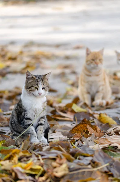 猫の肖像画 — ストック写真