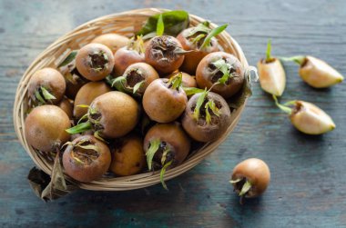 Yaygın Medlar (Mespilus germanica), meyve