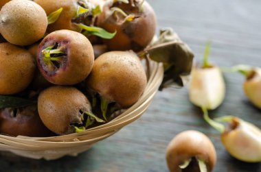 Yaygın Medlar (Mespilus germanica), meyve