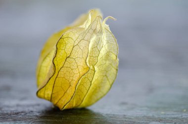 Physalis Peruviana veya bektaşi üzümlü pelerin.